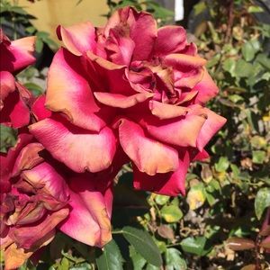 Meet your Posher, Audrey